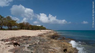 Dorsch (Sandcastle Beach)